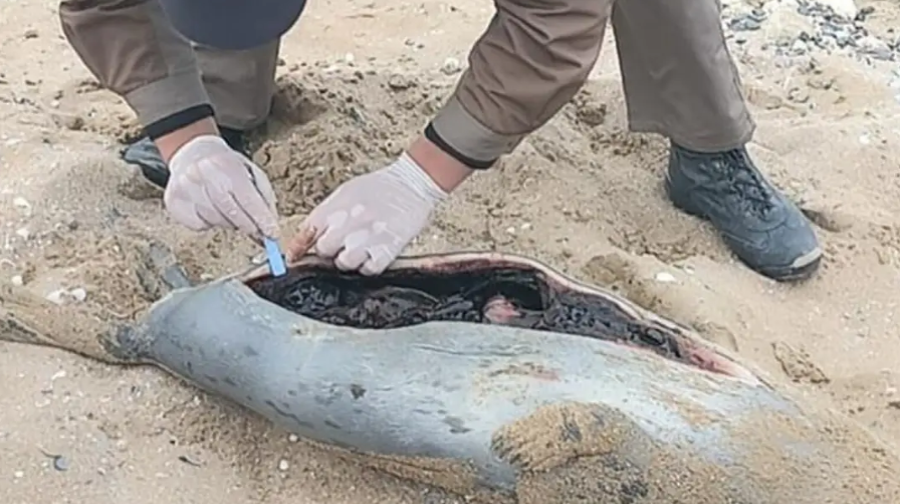 Kaspıı jaǵalaýynan 90-ǵa jýyq óli ıtbalyq tabyldy