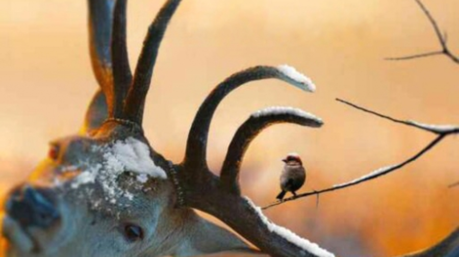 Құпия сапар, жасырын қуаныш: Әминаны Алматығажетелеген 15 миллион теңгелік мүмкіндік